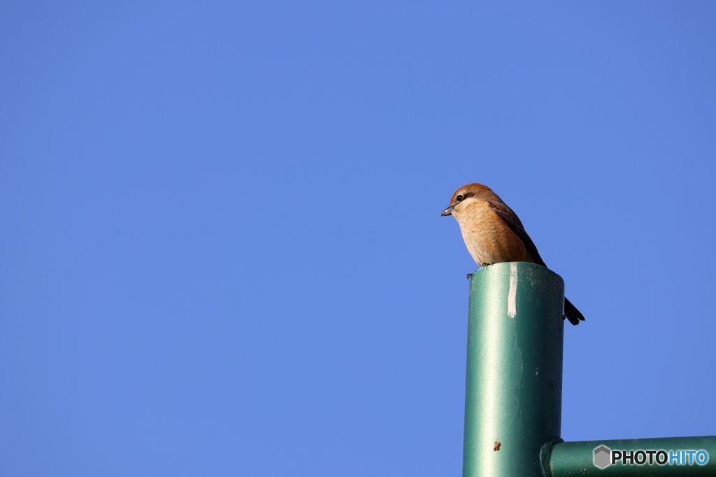 野鳥