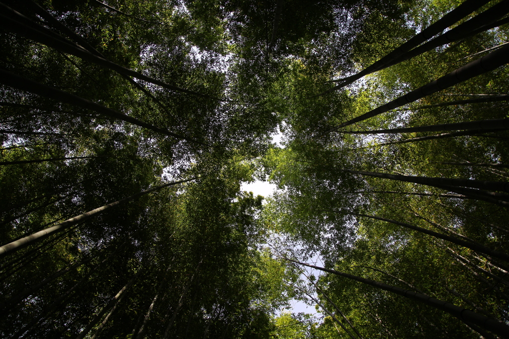 報国寺