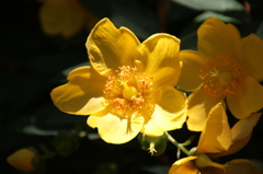ディズニーランドの花