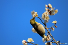 ウメジロ