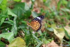 郷土の森