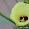 街に咲く花