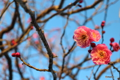 街に咲く花
