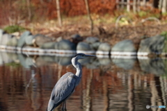 野鳥