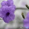 街に咲く花