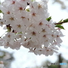 お花見
