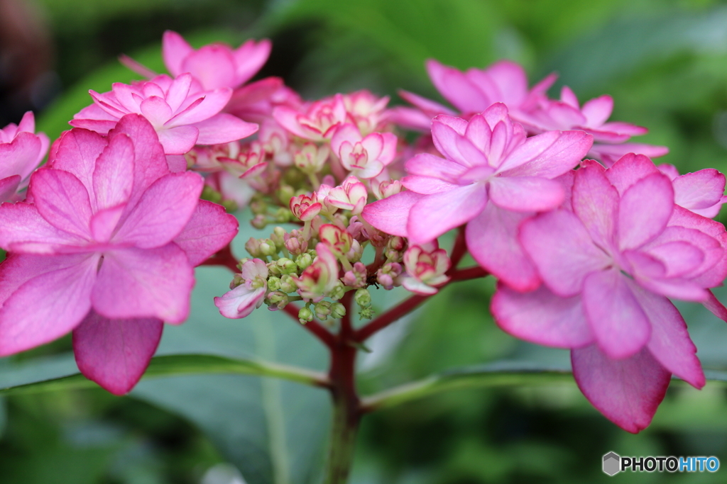 紫陽花