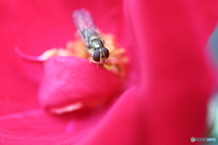 街に咲く花