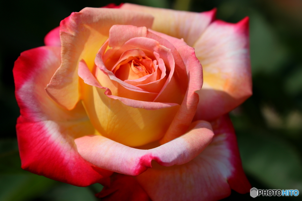 薔薇