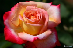薔薇