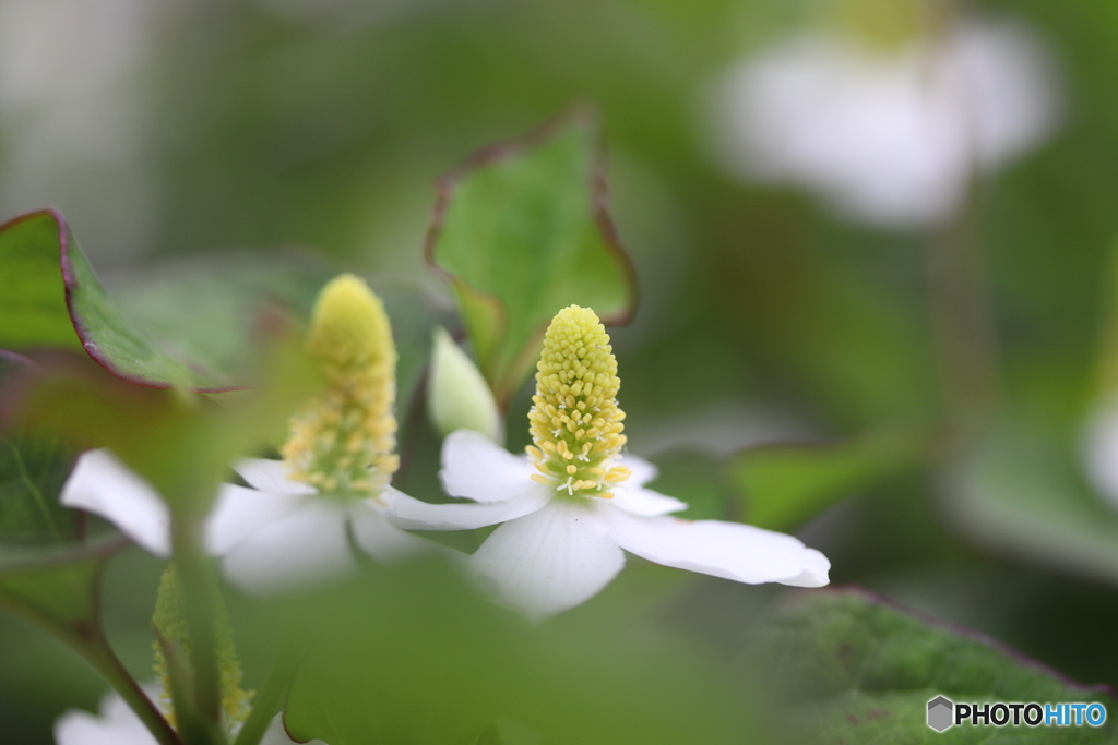 街に咲く花