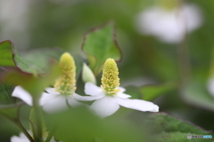 街に咲く花