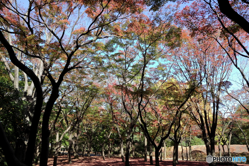 北の丸公園