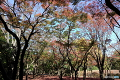 北の丸公園