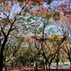 北の丸公園