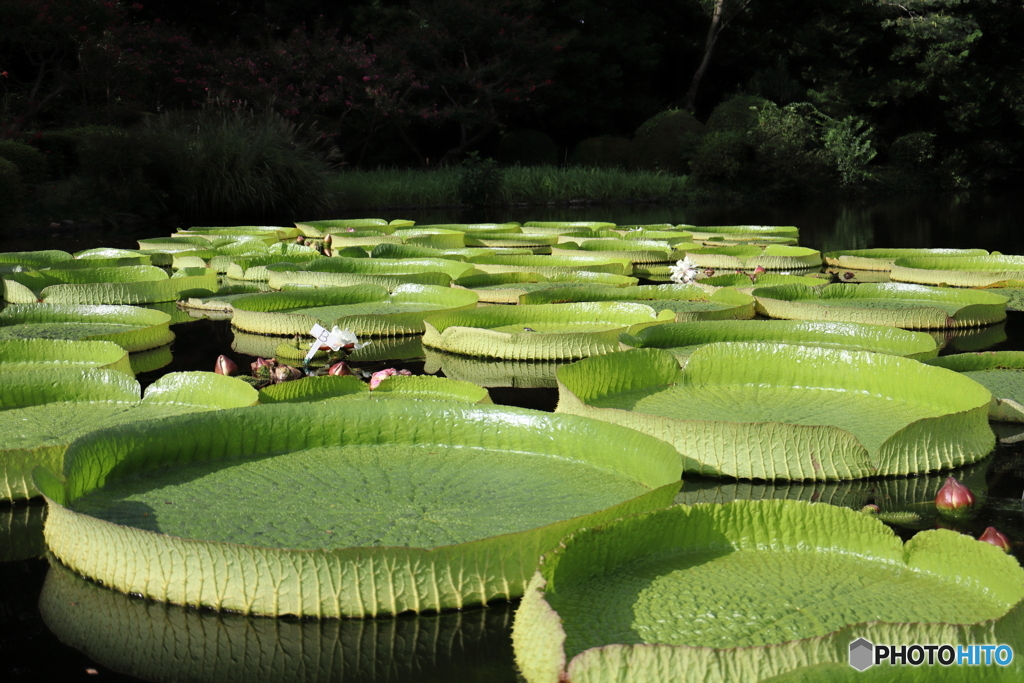 神代植物公園