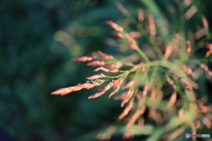 街に咲く花