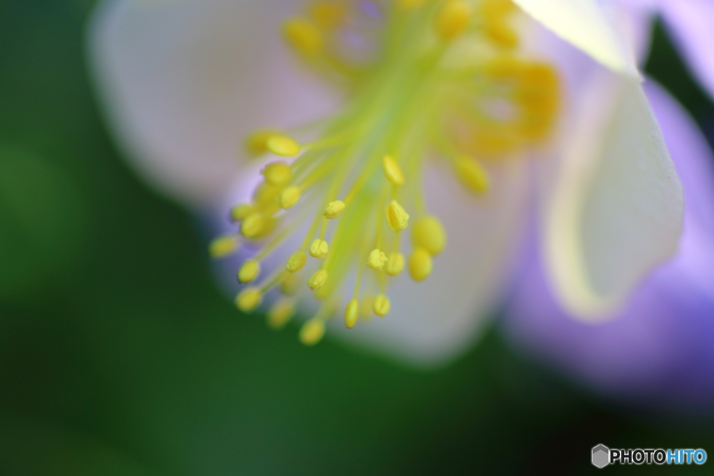 街に咲く花