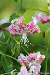 街に咲く花