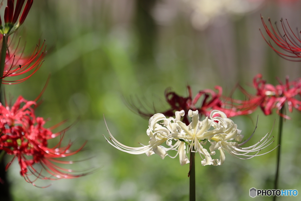 郷土の森