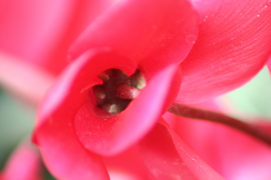 ディズニーシーの花