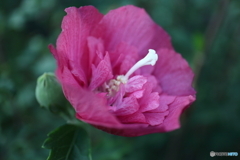 街に咲く花