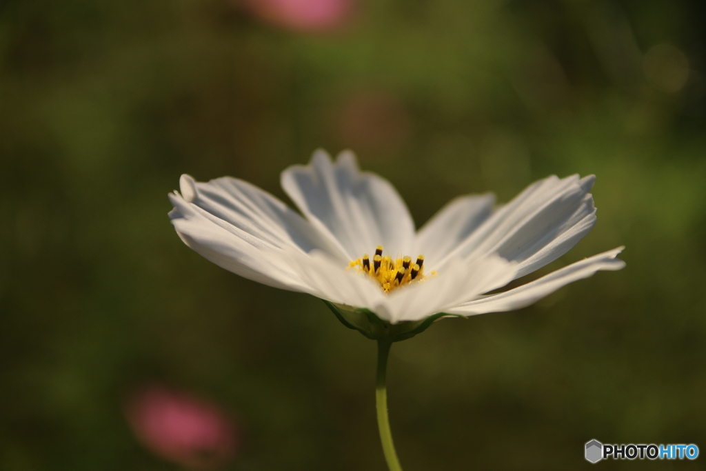 秋桜