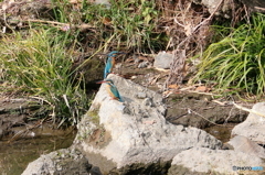 カワセミ