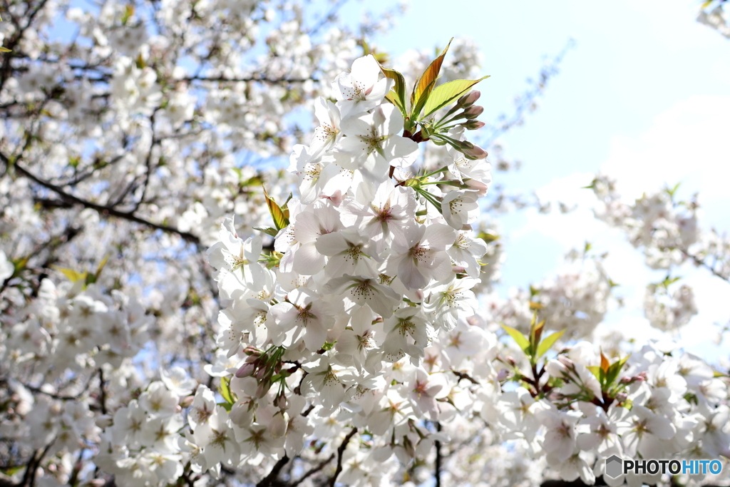 街に咲く花