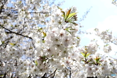 街に咲く花