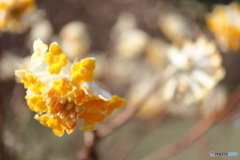 神代植物公園