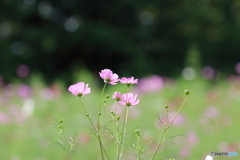  昭和記念公園