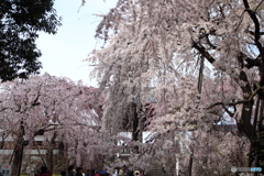 枝垂桜