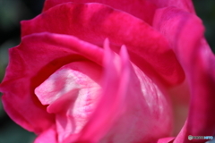 街に咲く花