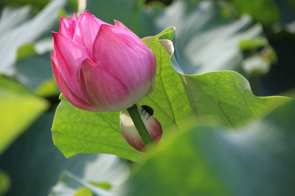 お花