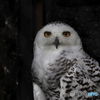 多摩動物公園