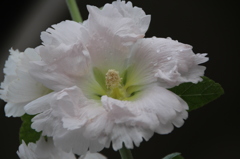 お花