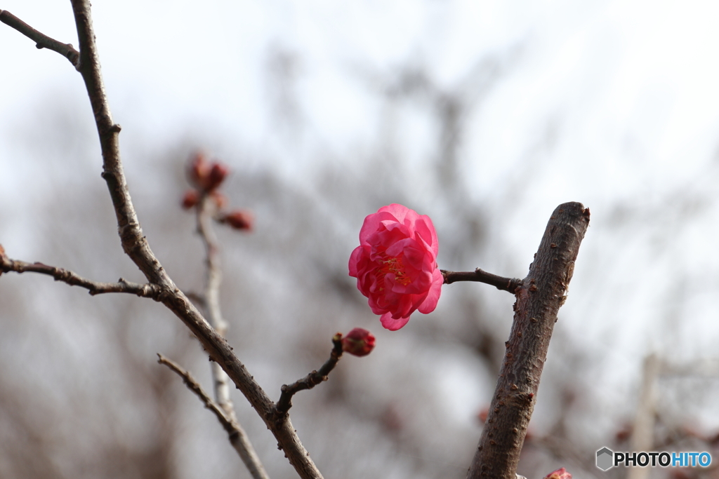郷土の森