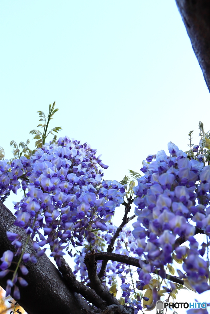 街に咲く花