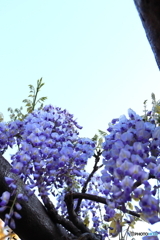 街に咲く花