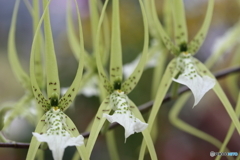 神代植物公園
