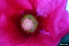 街に咲く花