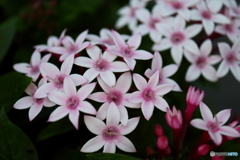 街に咲く花
