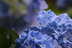 紫陽花