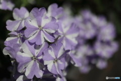 街に咲く花