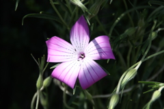 お花