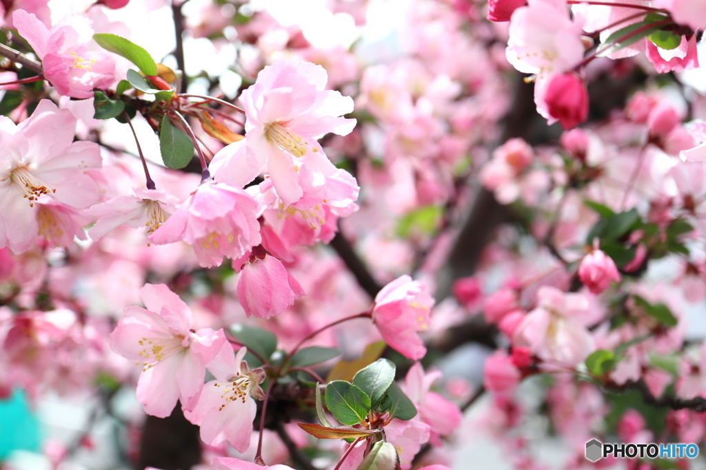 街に咲く花