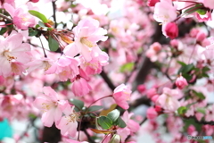 街に咲く花