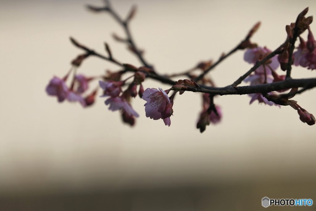 街に咲く花