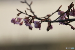 街に咲く花